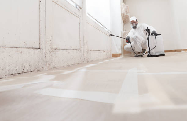 Black mold remediation team in Dolphin